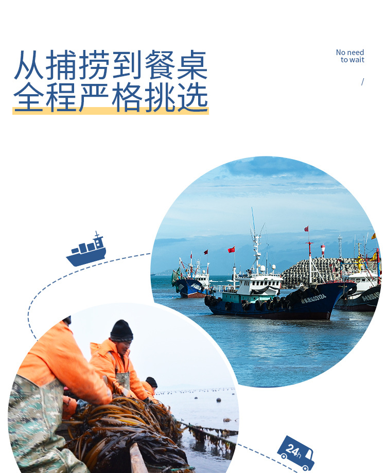 干制烘干裙帶海產品干貨罐裝袋裝100g批發(fā)(圖3)